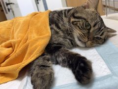 -瑞派长江宠物医院·猫科·外科·24小时夜护(谊城公寓分院)
