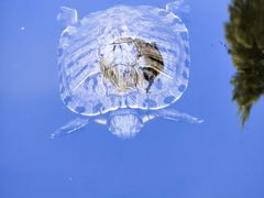 -南岳衡山风景名胜区-南岳大庙