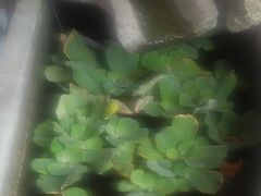 -老鼎万春卤菜(五代传承创始老店)