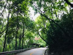 -张醪糟