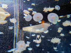 -太平洋海底世界