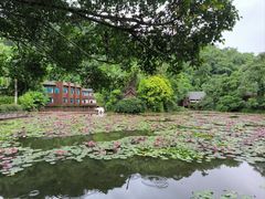 -西双版纳原始森林公园