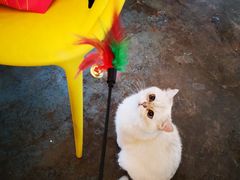 -喵屿·大理花园猫咖