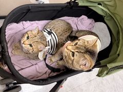 -安安宠医·臻爱宠物医院·宠保定点(营门口路分院)