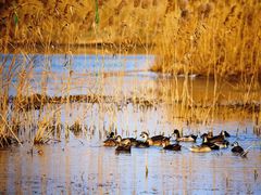 -盐城丹顶鹤湿地生态旅游区