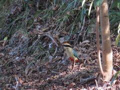 -平湖九龙山旅游度假区