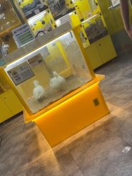 点击看大图 -神奇动物撸宠馆·羊驼·小浣熊·异宠(豫园店)