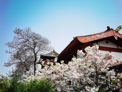 -西安青龙寺遗址景区