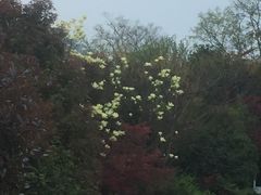 -桃花岛景观公园