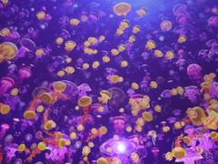 -海合安武汉极地海洋公园