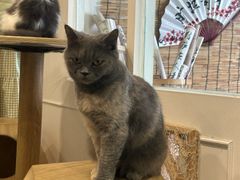 -楼上猫咖(罗湖店)