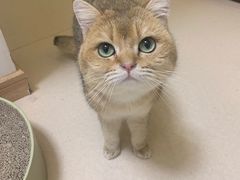 -猫在这儿猫咪咖啡馆·撸猫馆