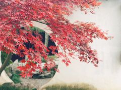 -艺圃