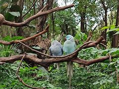 -广州长隆飞鸟乐园