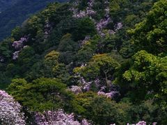 -梧桐山风景名胜区