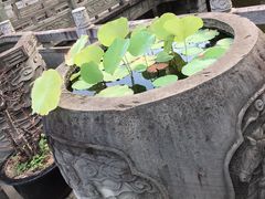 大荷花缸-石宝寨