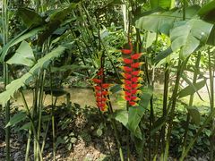 -中国科学院西双版纳热带植物园