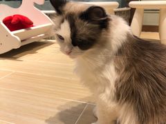 -momokira米努特·德文卷毛猫·棉花面纱犬