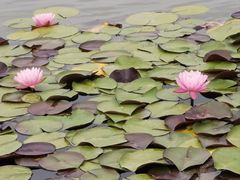 -泗洪洪泽湖湿地景区