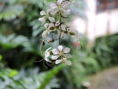 -深圳市中科院仙湖植物园