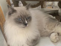 -共舞时光猫咖·狗咖(新街口店)