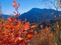 -大岭沟猕猴桃谷风景区