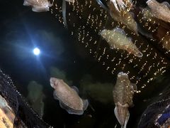 -蓝湾碧波·老字号·疍家非遗海上餐厅