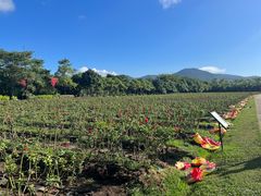 -亚龙湾国际玫瑰谷