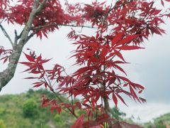 -军营村
