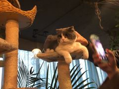 -共舞时光猫咖·狗咖(新街口店)