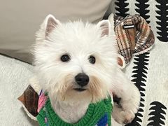 -猪呜宠物生活馆·西高地梗犬拔毛店