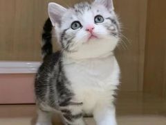 -欣宠猫屋·矮脚拿破仑·蓝金金渐层
