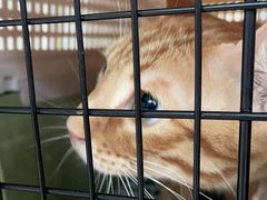 -爱侣宠医·鹦鹉专科·小型哺乳类·异宠专科(灵石路店)