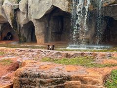-海南热带野生动植物园
