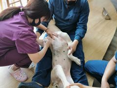 -美联众合宠物医院·爱萌分院·内外科·猫科中心