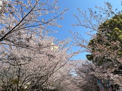 -高东镇樱花园
