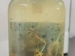 -奈雪的茶(苏宁广场店)