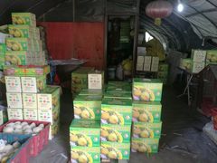 -樂桃源奉贤黄桃种植采摘基地