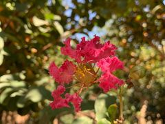 -武汉紫薇都市田园