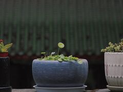 -青羊宫