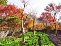 -四明山国家森林公园