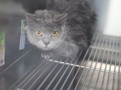 -瑞鹏宠物医院犬猫全科(真大分院)