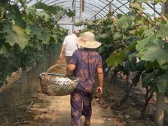 -马陆小张葡萄园农家乐