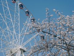 -顾村公园
