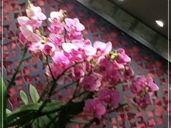 -LANN I 蘭 泰式古法按摩(徐家汇城开YOYO店)
