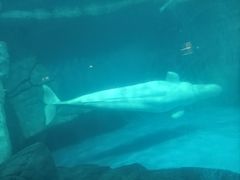 -海合安武汉极地海洋公园