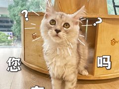 -十年猫舍·猫咪专门店(普陀店)