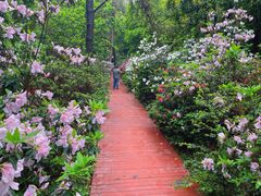 -铁山坪森林公园