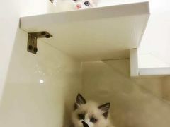 -十年猫舍·猫咪专门店(普陀店)
