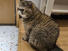 -滚猫咖啡·猫咖·猫友好撸猫(未来城店)